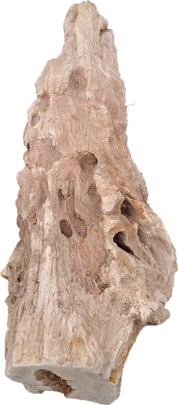 木化石　景石 | 造園資材館