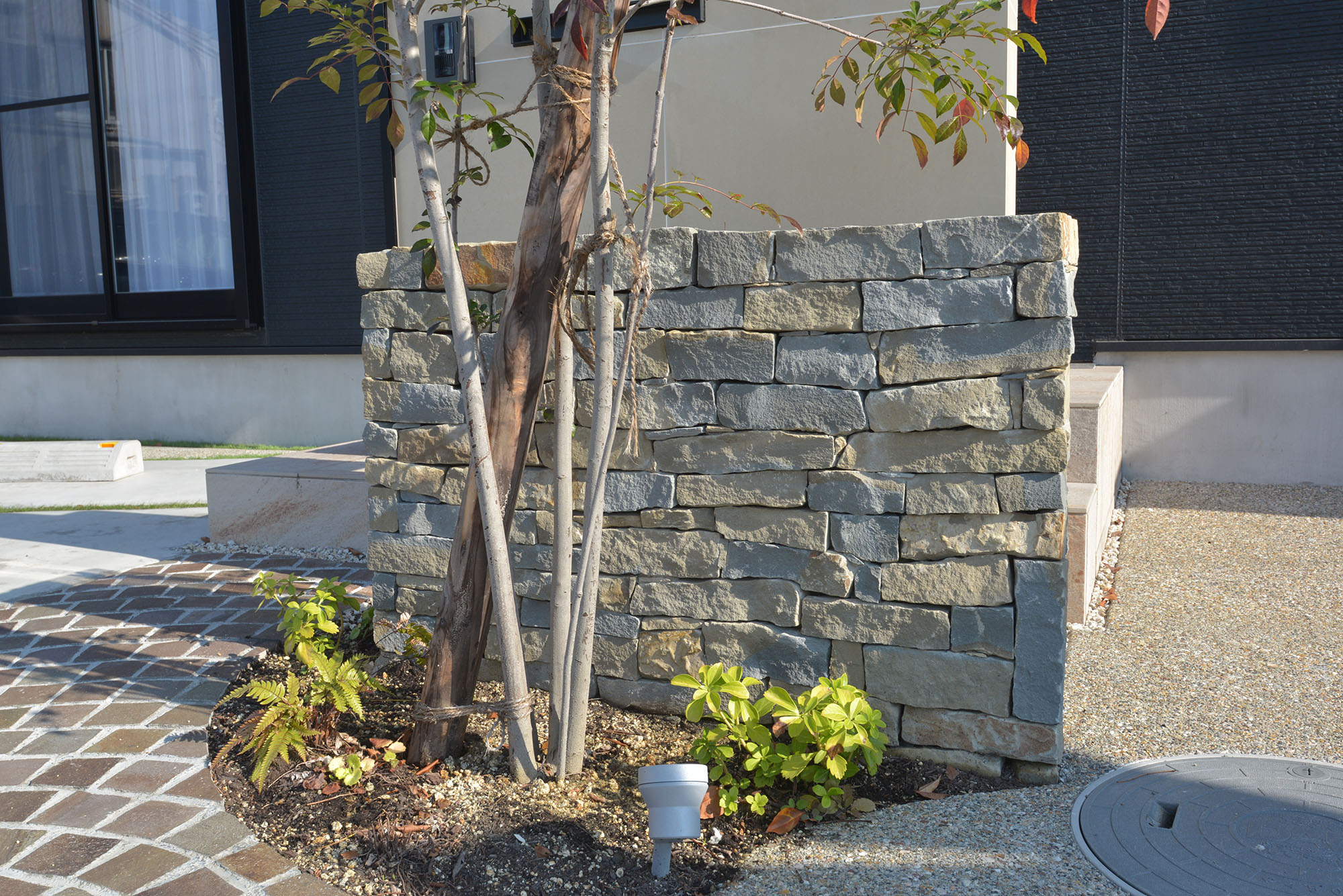 コルテミーリア ウォーリング | 造園資材館