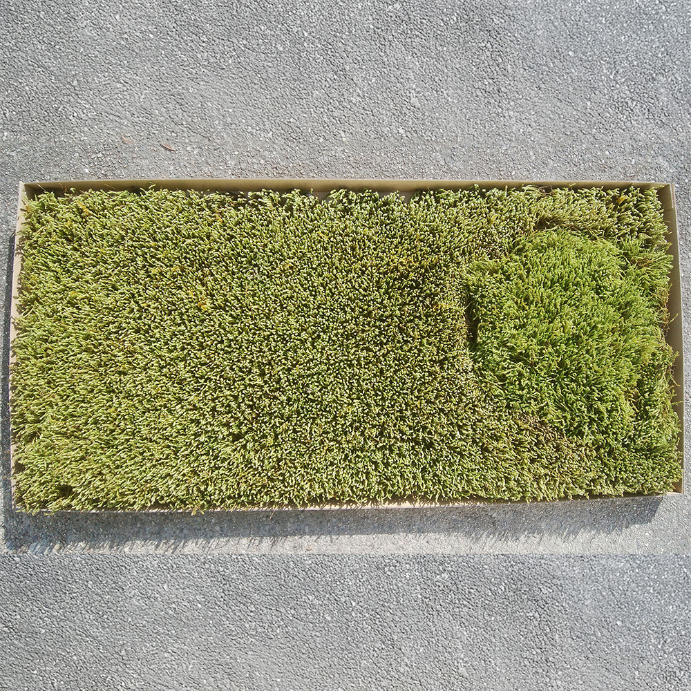 砂苔シート | 造園資材館