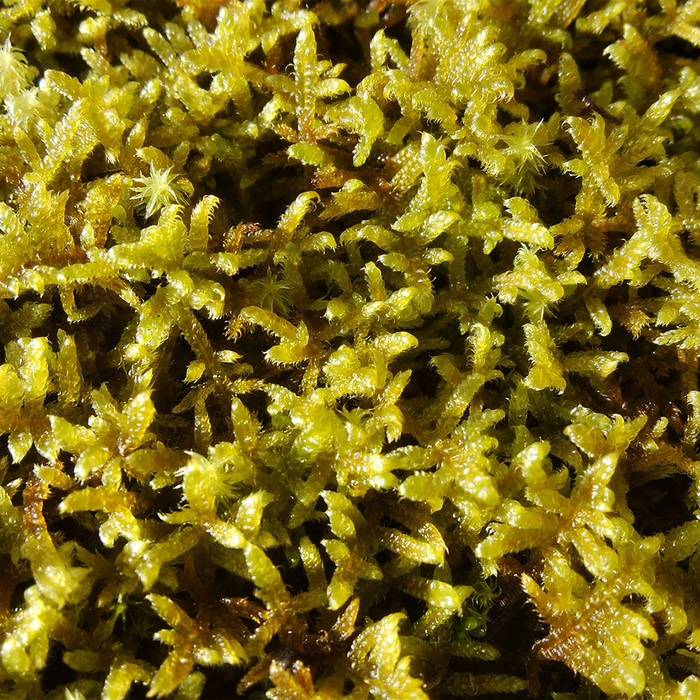 ハイゴケシート | 造園資材館